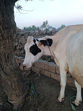 એચ. એફ. ગાય વેચવાની છે