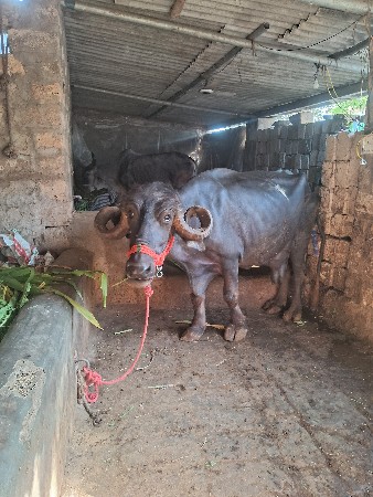 3વેતર ભેસ વૈસવાની3વેતર 6 6 લીટર