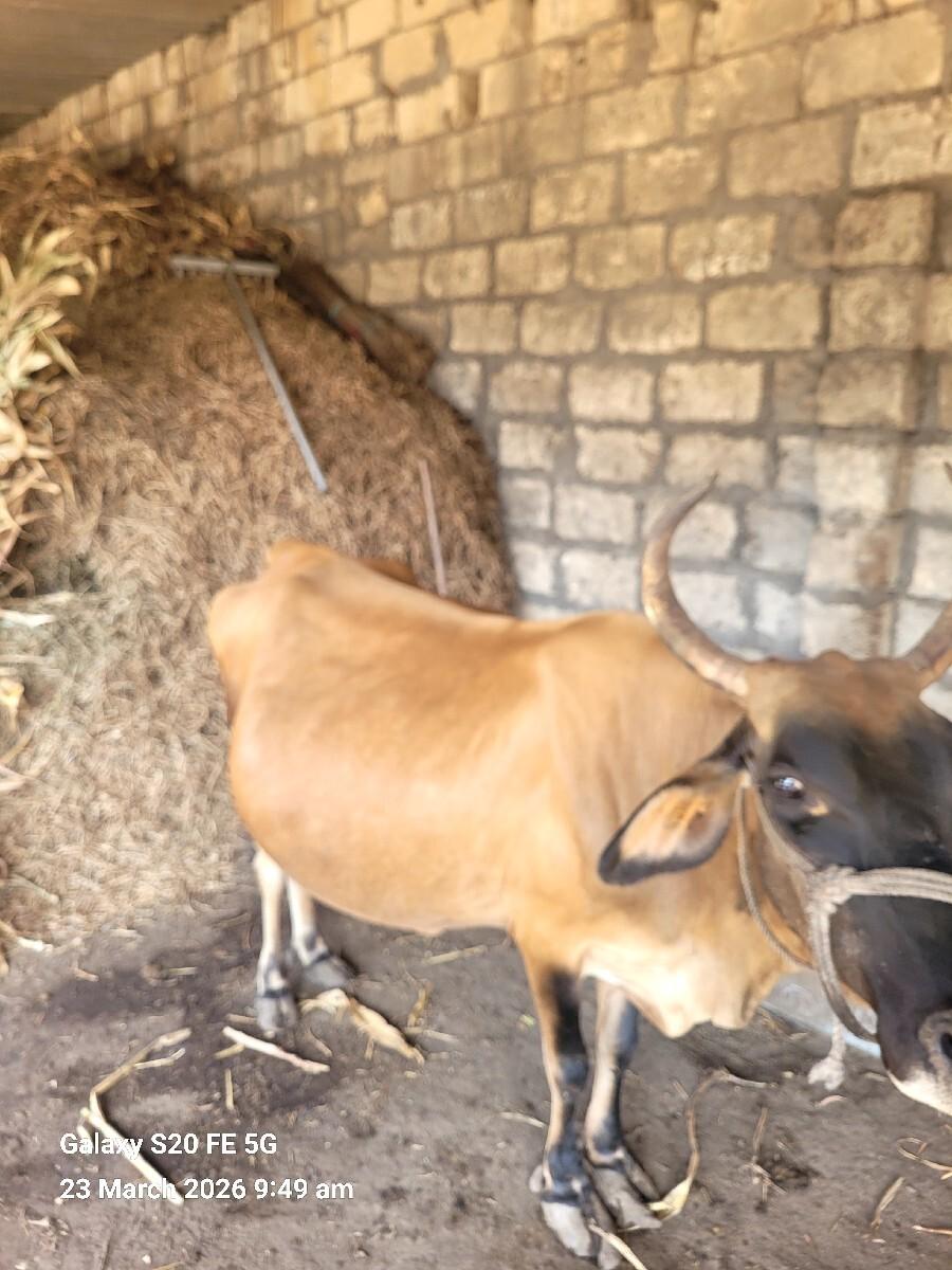 ગાય. બેસવા