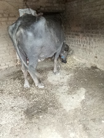 थंबनेल 3