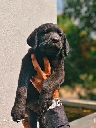 આ ડોક વેચવાનો છે