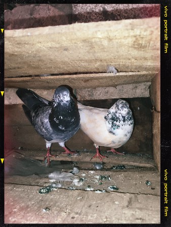 કબૂતર વેચવાના છે