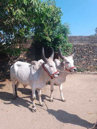 થંબનેલ 2