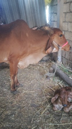 थंबनेल 2