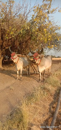 थंबनेल 3