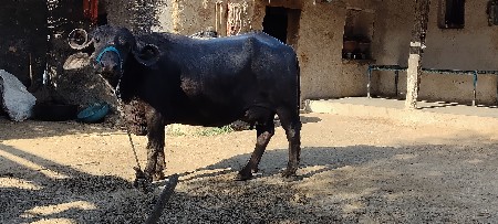 थंबनेल 3