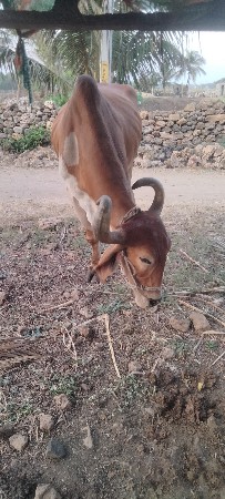 બળદ વેચવાનો છે