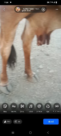 વેસવાનિછે