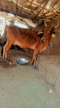 થંબનેલ 3