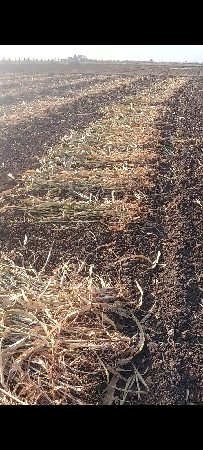 શારવેશવાની છે