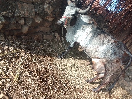 જર્સી ક્રોસ
3 વેતર