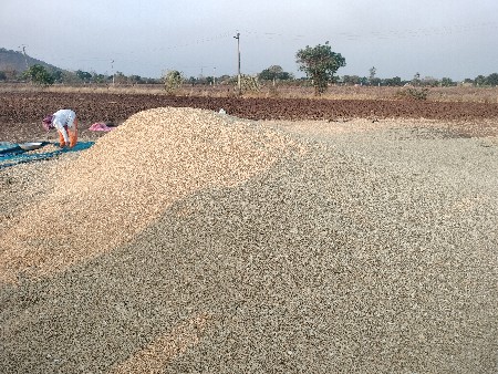 ચણા નું ખાળિયુ વેચવાનુ છે