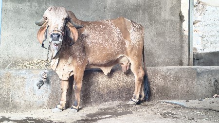 थंबनेल 5