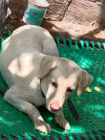 લેબરા.કૂતરી.વેચવાની.છે