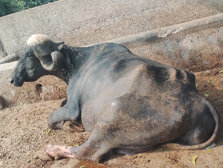 original jafrabadi kundhi navchandr