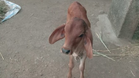 ગાય વેચવાની છે