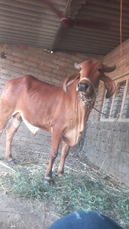 પેલા વેતર ને