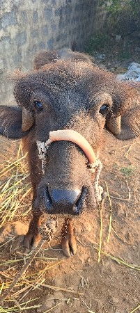 જાફરાબાદી ખડેલિયો પાડો વેચવાનું