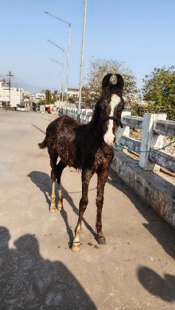 ઘોડો વેચવાનો છે કાળો