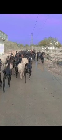 10 બકરા વેચવાના સે