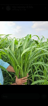 થંબનેલ 3