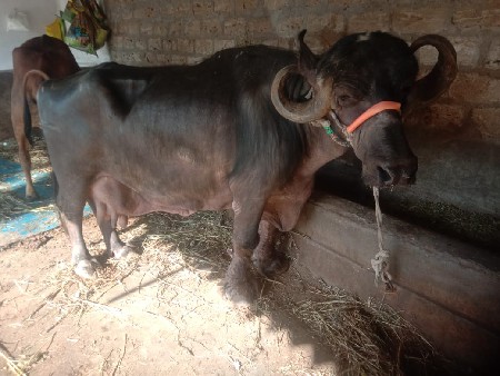 थंबनेल 2