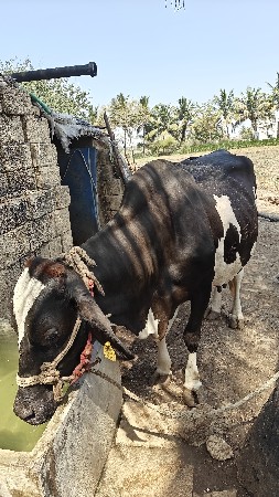 થંબનેલ 3