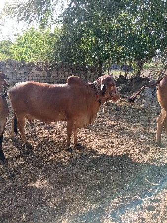 थंबनेल 2