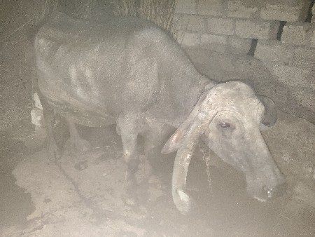 थंबनेल 2