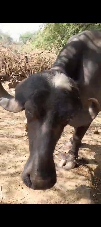 પેલૂવેતર. 5મહીનાગાભ