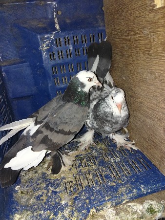 કબુતર વેચવાના છે