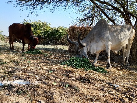 બળદ વેશવાનોશે