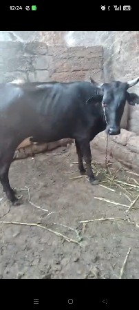 થંબનેલ 3