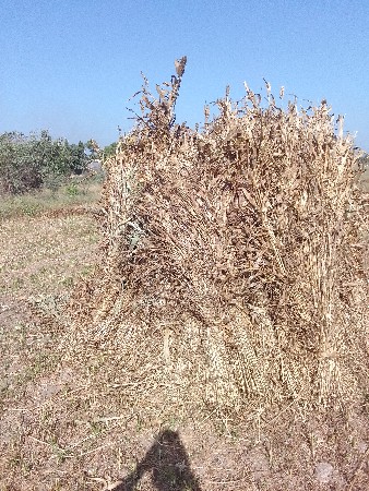 સારવેચવાનીછે મીઠી ડુડાવારી