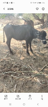 ખડેલી વેચવાની છે