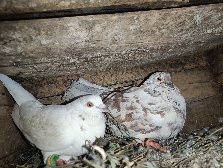 5 કબૂતર v વેચવાના છે