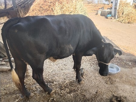 थंबनेल 3