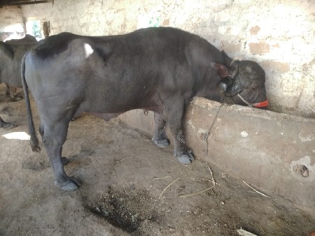 પાડો વેચવાનો છે