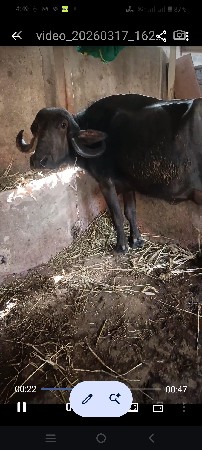 તાજી વેયાણેલ.9825884580