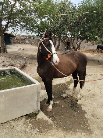 થંબનેલ 3