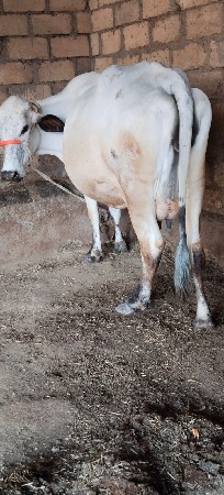 જરચી ગાય વેસવા ની છે