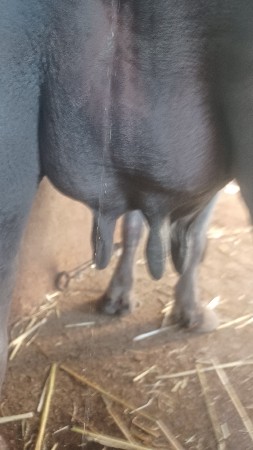 ભેસ વેસવાની છે