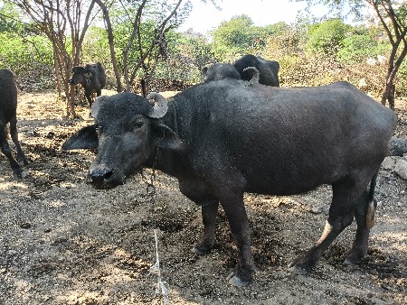 थंबनेल 2