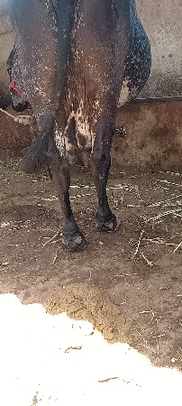 ગાય વેચવાની છે