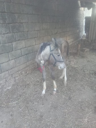 આવશે રો વેચવાનો છે દુબળો છે