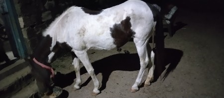 આબાવરીવેચવાનીસે