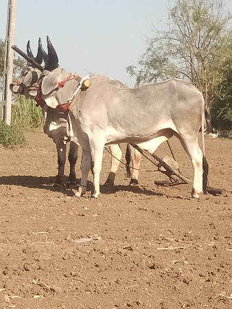 थंबनेल 3