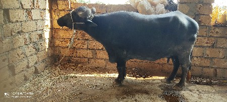 થંબનેલ 2