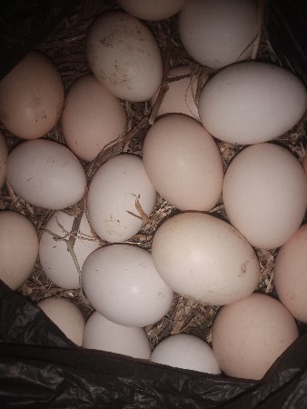 દેશી ઇંડા વેસવાના છે