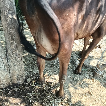 थंबनेल 2